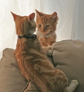 Fred and George, two ginger cats, photo by Tony Hisgett, UK, in the public domain via Wikimedia Commons