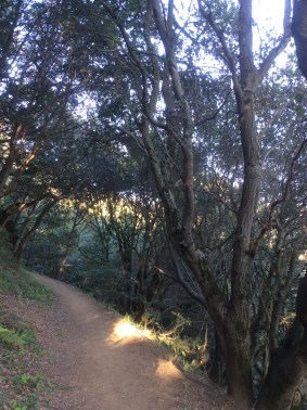A Trail in Redwood Park, photo 2016 by Amy Cools