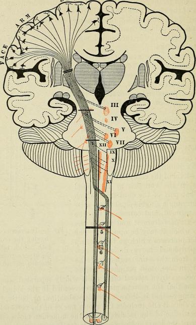 Brain illustration from The Principles and Practice of Medicine...' by W Osler, 1904, public domain via Wikimedia Commons
