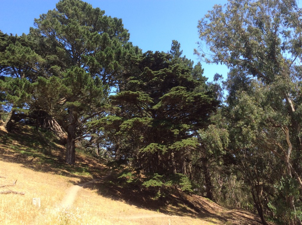 A hillside view from Philosopher's Walk