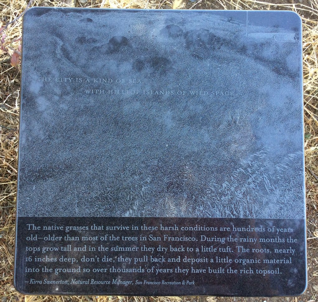 A marker which tells about the native San Francisco grasses here in McLaren Park