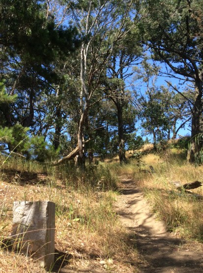 another-view-of-philosophers-way-trail-mclaren-park-sf-2016-amy-cools