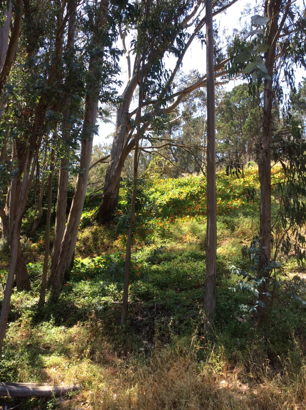 Eucalyptus, flowers, and greenery on a hillside