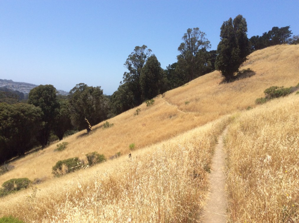 mclaren-park-in-green-and-gold-san-francisco-ca-2014-amy-cools