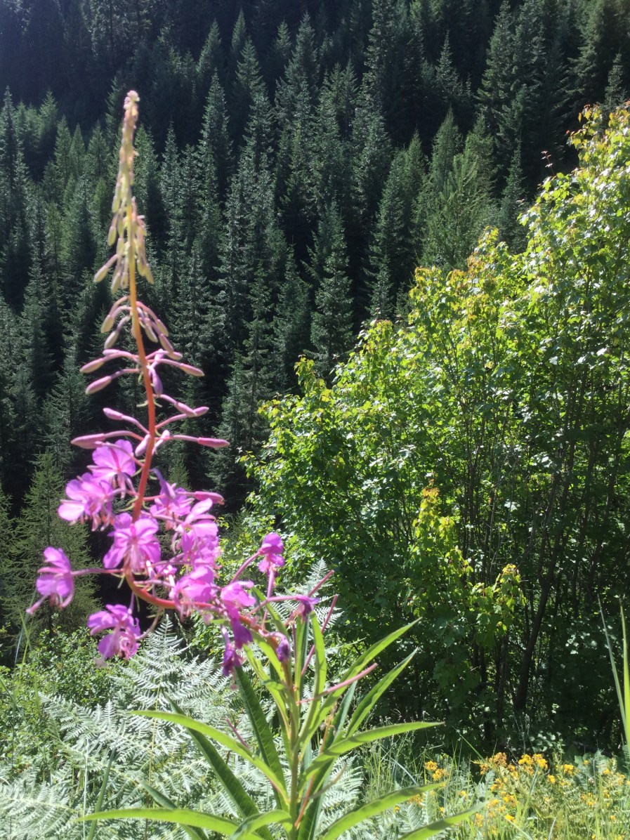 A cone of purple wildflowers echoes the shape of the trees on Wendover Ridge, Bitterroot Mountains, ID, 2017 Amy Cools