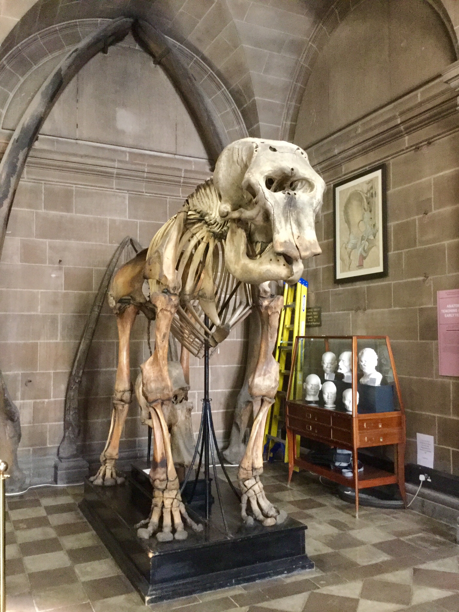 View in foyer of the Anatomical Museum, Old Medical School, University of Edinburgh, 2018 Amy Cools