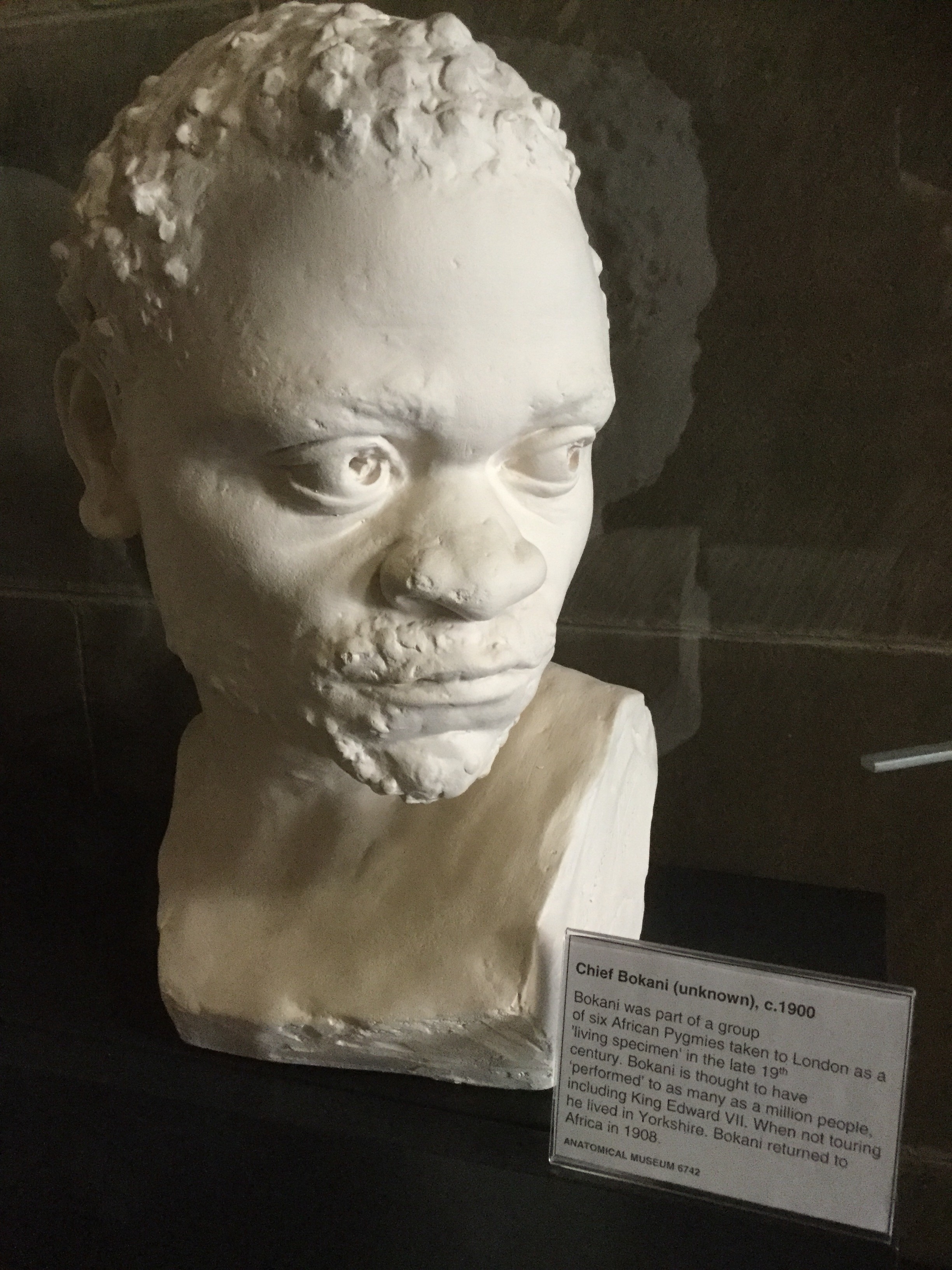 A portrait head of Chief Bokani in the Anatomical Museum collection, Old Medical School, University of Edinburgh, 2018 Amy Cools