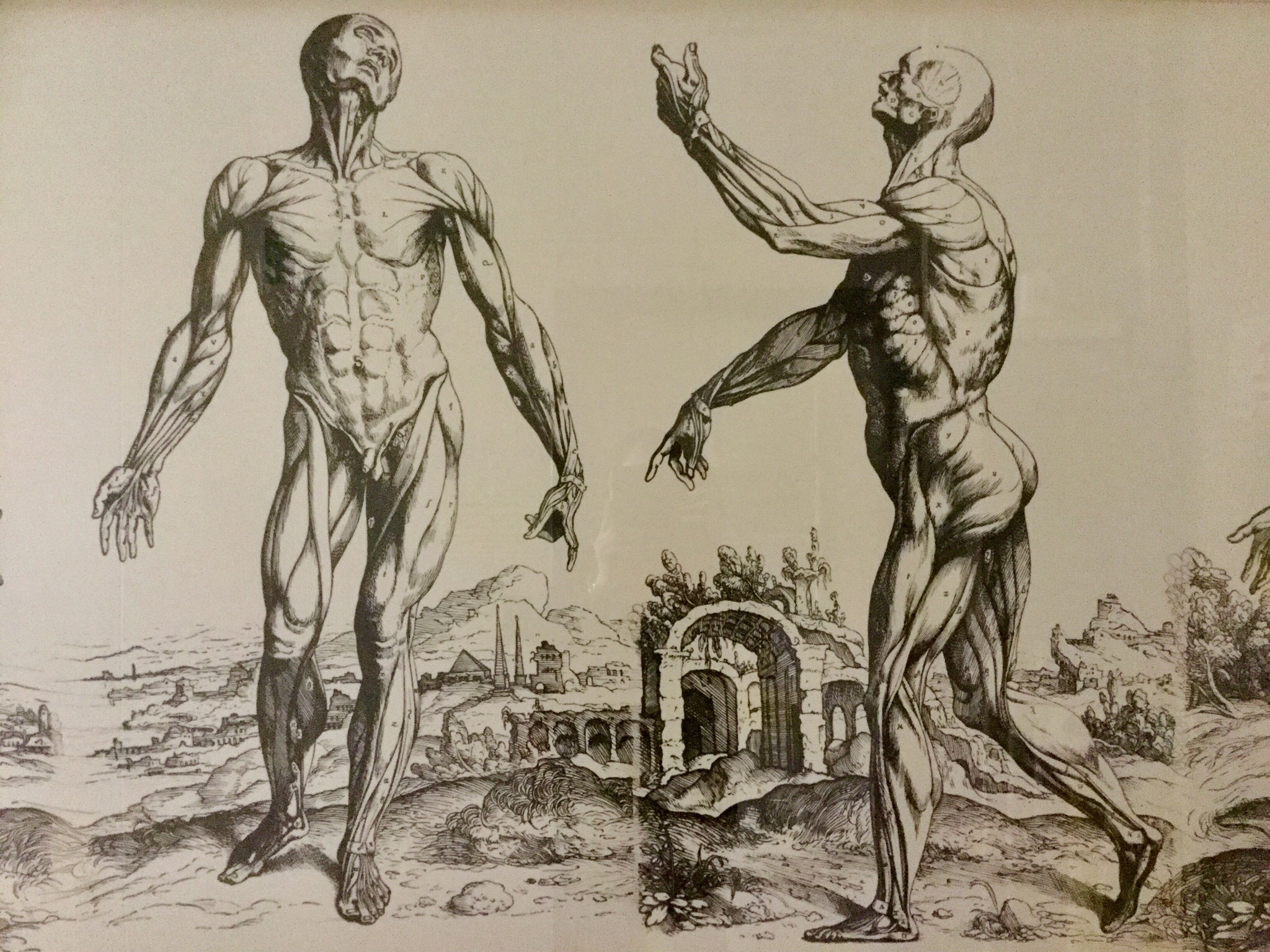 Detail of an illustration repoduced from De Humani Corporis... by Andreas Vesalius, 1543, Anatomical Museum collection, Old Medical School, University of Edinburgh, 2018 Amy Cools